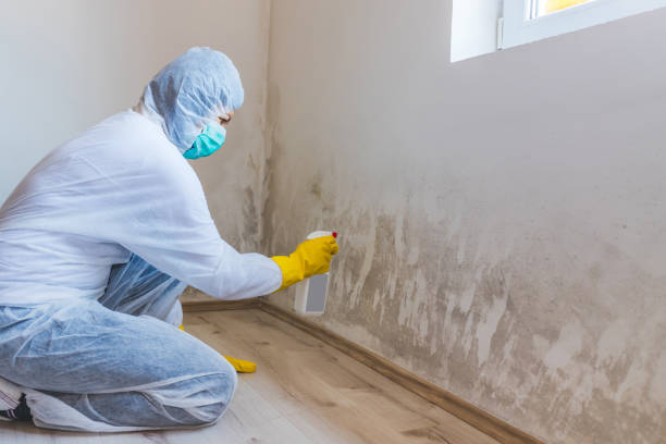 Licensed Attic Mold Removal service in Carver, MN - WQB Mold Removal