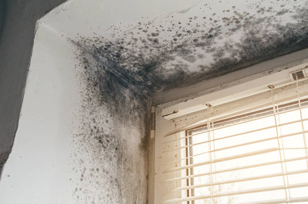 Affordable Attic Mold Removal solutions in Carver, MN