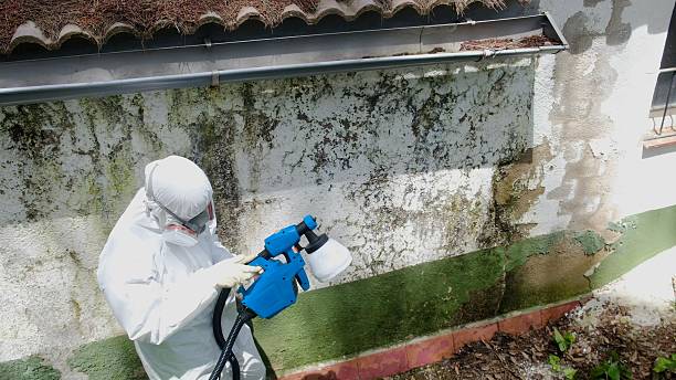 Top rated local Attic Mold Removal specialists in Carver, MN